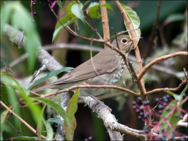 Swainson's Thrush swainsons_thrush_112364.psd