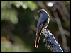 townsends_solitaire_68503