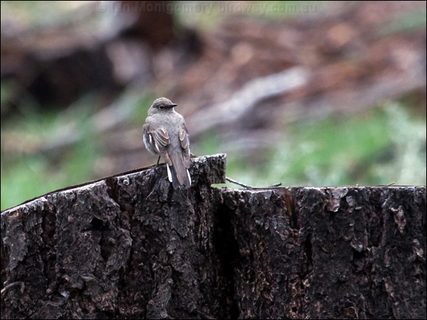 Townsend's Solitaire townsends_solitaire_67862.psd