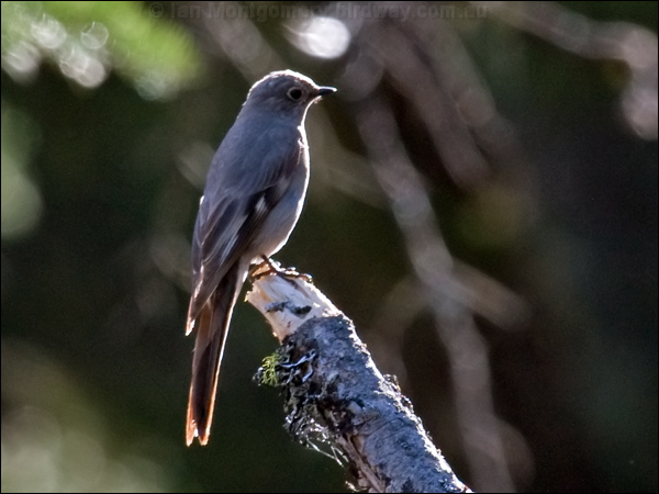 Townsend's Solitaire townsends_solitaire_68504.psd