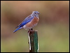 western_bluebird_109719