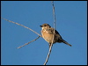 western_bluebird_110081