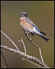 western_bluebird_119989