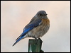 western_bluebird_68251