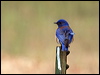 western_bluebird_68254