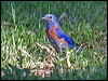western_bluebird_69589