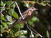 western_bluebird_69605