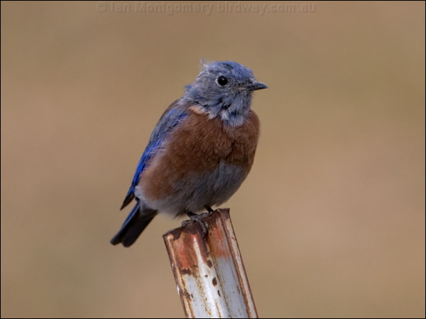 Western Bluebird western_bluebird_109717.psd