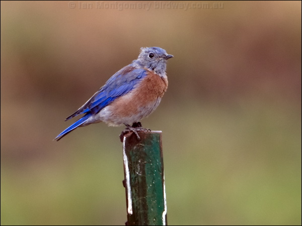 Western Bluebird western_bluebird_109719.psd