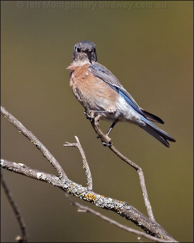 Western Bluebird western_bluebird_119989.psd
