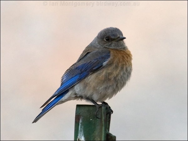 Western Bluebird western_bluebird_68251.psd