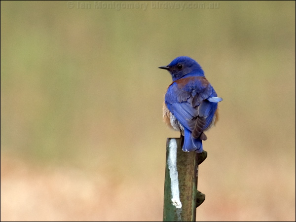 Western Bluebird western_bluebird_68254.psd