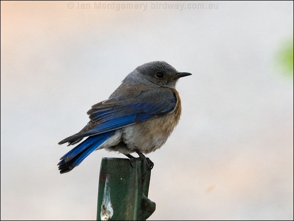 Western Bluebird western_bluebird_68256.psd