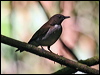 white_necked_thrush_21449