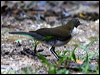 white_necked_thrush_23786