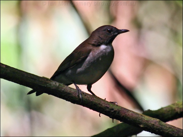 White-necked Thrush white_necked_thrush_21449.psd