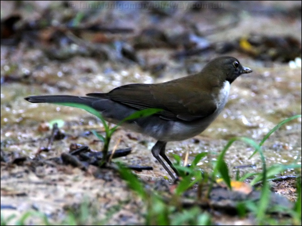 White-necked Thrush white_necked_thrush_23786.psd