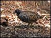blkbreastbuttonquail114513