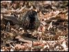 blkbreastbuttonquail114524