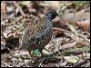 blkbreastbuttonquail114544