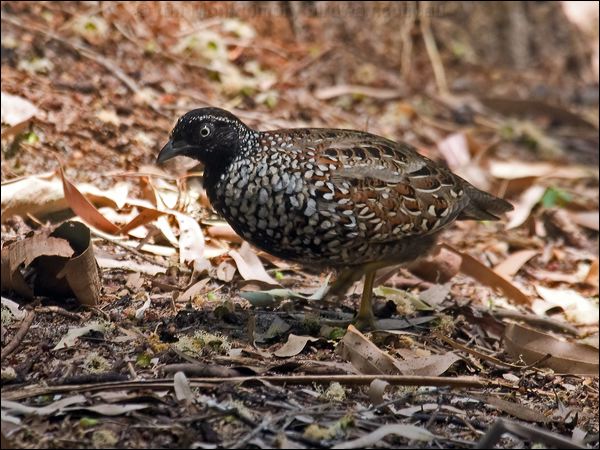 Black-breasted Buttonquail blkbreastbuttonquail114513.psd