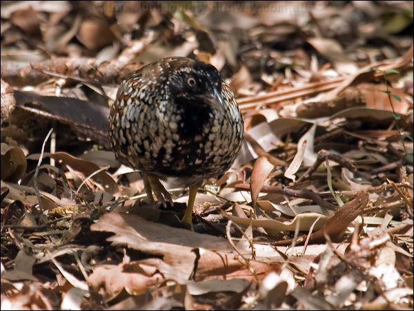 Black-breasted Buttonquail blkbreastbuttonquail114524.psd