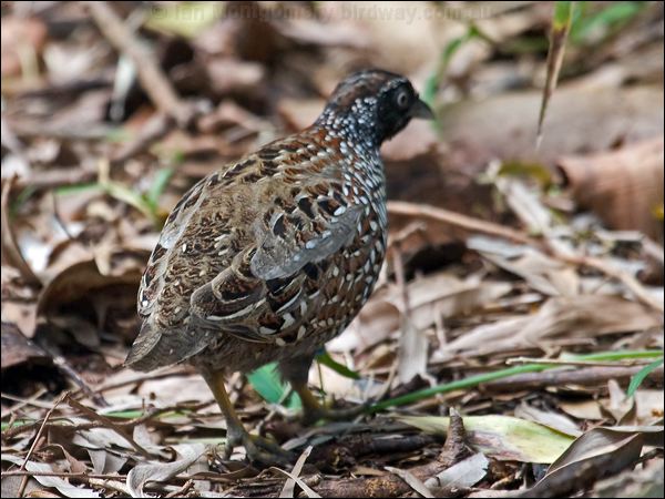 Black-breasted Buttonquail blkbreastbuttonquail114544.psd