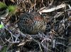 painted_button_quail_09723