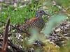 painted_buttonquail_213922