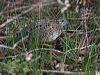 Click here to enter Painted Buttonquail photo gallery
