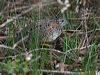 painted_buttonquail_213960