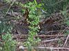 painted_buttonquail_214040