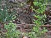 painted_buttonquail_214048