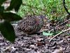 painted_buttonquail_47736
