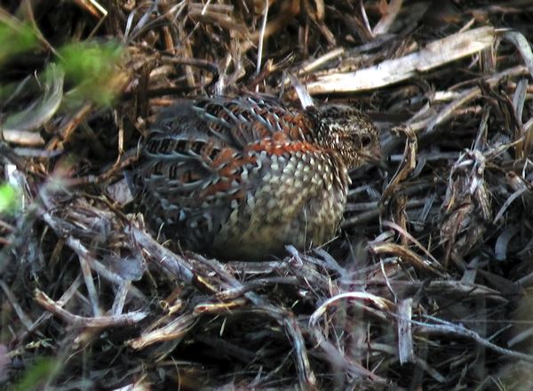 Painted Buttonquail painted_button_quail_09723.psd