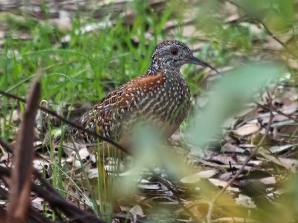Painted Buttonquail painted_buttonquail_213922.psd