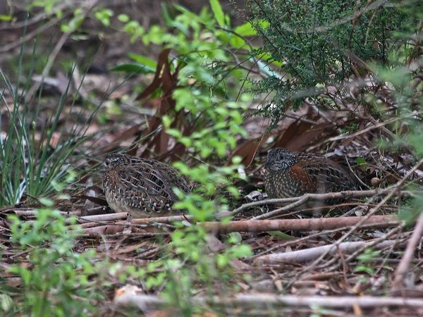 Painted Buttonquail painted_buttonquail_214040.psd
