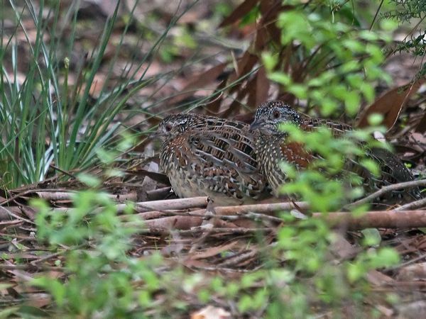 Painted Buttonquail painted_buttonquail_214048.psd