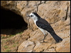 blk_back_wat_tyrant_205574
