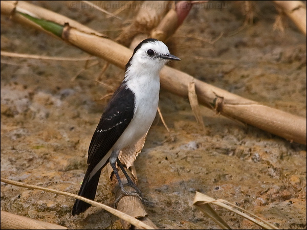 Black-backed Water Tyrant blk_back_wat_tyrant_205571.psd