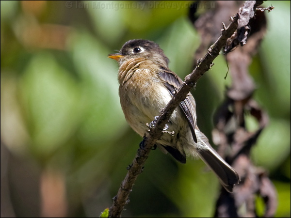 Black-capped Flycatcher blackcap_flycatcher_111839.psd