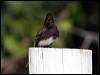 black_phoebe_66115