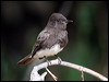 black_phoebe_66124