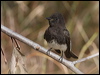 black_phoebe_66127