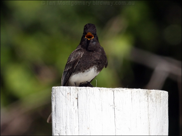 Black Phoebe black_phoebe_66115.psd