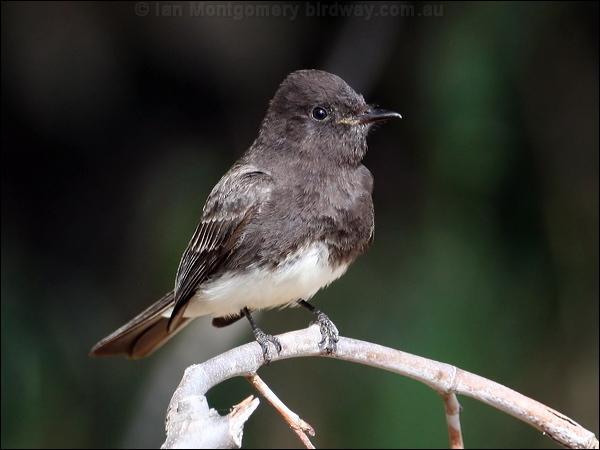 Black Phoebe black_phoebe_66124.psd