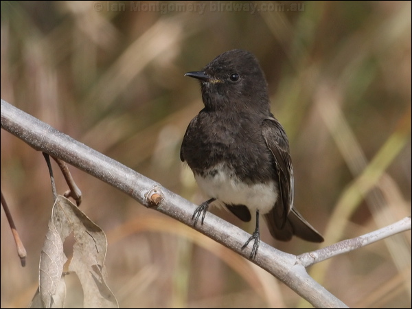 Black Phoebe black_phoebe_66127.psd