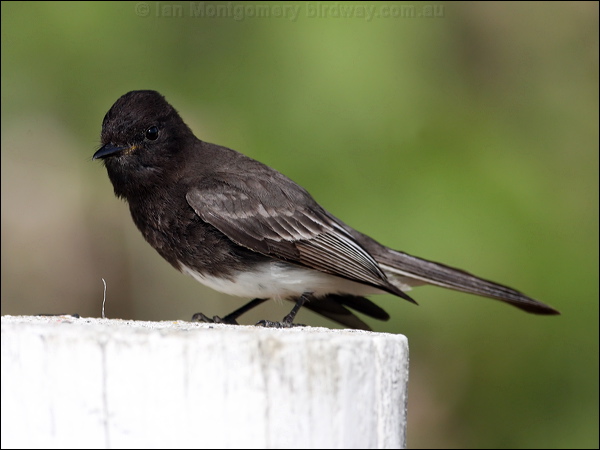 Black Phoebe black_phoebe_66134.psd