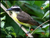 boatbill_flycatcher_22605