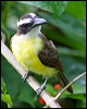 boatbill_flycatcher_22611